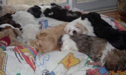 Just in time for Christmas we are offering a choice of Havanese crossed with a male Shitzu for $400 or purebred Havanese for a variety of prices. These pups are non shedding and hypoallergenic. There is a wide variety of colours available including the