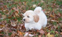 Our Havanese puppies ready for adoption in mid October!  We have been raising the Havanese for 18 years and are one of the earliest Havanese breeders in Canada!  We breed for health, temperament, color, and have improved our bloodlines with each