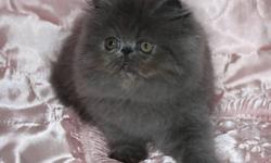 Available and ready to go 
   From Registered Breeder:
The price depend quality and blood line,
            As a pet or with full right
Pure Breed Himalayan kitten:
Tortie Lynx Point girl, two vaccinations, de-wormed done, 14 weeks old
The price as a pet