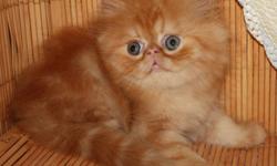 Available and ready to go 
   From Registered Breeder:
The price depend quality and blood line,
            As a pet or with full right
Pure Breed Himalayan kitten:
Tortie Lynx Point girl, two vaccinations, de-wormed done, 16 weeks old
The price as a pet