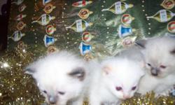 Himalayan Siamese cross Kittens.  3 available, father himalayan mother siamese.
 
1 Seal-Point male - Available
1 Seal-Point male - Available
1 Flame-Point male - Available
 
Both parents on site. Taking deposits of $75.00 to Hold....will not be rehomed