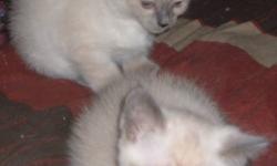 Himalayan - Siamese Kittens
 
Mother: Chocolate Point Siamese
Father: Blue Point Himalayan
Kittens: Siamese-Himalayan Blue Point
Born: September 8,2011
 
1 Female & 1 Male
 
First shots, Dewormed,
Litter Trained, No Fleas
 
These kittens like their