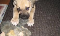 Holly is a 2 month old female Mastiff mix available for adoption through Manitoba Underdogs Rescue.
- up to date on vaccinations
- crate trained
- doing very well with housebreaking
Holly loves cuddles, kisses, naps, play time and treats! She is great