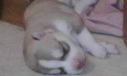 Hi I'm selling Pure Breed Husky Puppies 2 girls 2 boys asking $700.00 first shots and micro chipped they will be ready Jan 13 ask for Tammy or Harry. Appointments can be made to view the puppies..... and a $200.00 deposit will hold your puppy and the