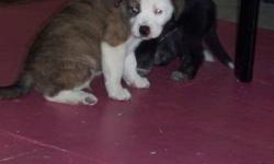 We have 4 male husky mix pups ready to go.Mother is sibrian huskey, father is unknown.