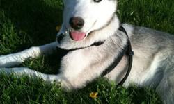 Takoda is eleven months old.
He is a very loving, sociable dog.
He requires a family who is going to pay him lots of attention.
He is great with people and other animals.
 
Since I got this puppy, my situation has changed and I no longer have enough time