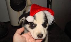 1 left!!! Ready to go! Just in time for Christmas!!
Adorable puppies, mother is pure Siberian husky, father is Husky/Pyrenees.
These pups will make a great family pet.
1 female, white w/ black- dark blue/grey eyes
All have had their first shots, deworming