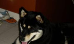 I have a part husky part rottie she is very friendly loves children ...and wants a lot of attendence