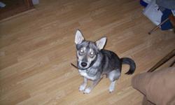 i have a husky shepard i need gone asap shes just over a year old dont know exact bday.  shes very smart and loves to play. good on farm good with all animals