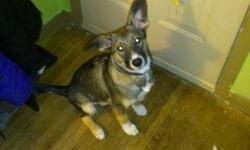"CHASITY" female Husky x pup, approx. 4 months old. Flew in from northern community. Found as a stray. Very sweet puppy, does well with other dogs/cats/children.
Adoption fee includes spay, 3 sets of distemper/parvo vaccinations, rabies vaccine,