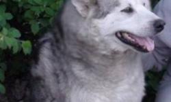 I am offering an intact male Huskey. This dog is very friendly and doesent run away. He currently lives on a farm and is familiar now with horses and cattle. He is from the NWT and limps due to a fight with a polar bear and being shot inthe leg. I beleive