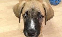 Jack is a 2 month old male Mastiff mix available for adoption through Manitoba Underdogs Rescue.
- up to date on vaccinations
- crate trained
- doing very well with housebreaking
Jack has typical puppy energy, but is very laid back and chill. He LOVES to