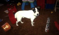 Due to very unfortunate circumstances we are going to have to re home our 8 year old Jack Russel Fox Terrier.  We have had him since he was 2 months old and am very sad we have to re-home him.  We just found out that my daughter is allergic to dogs, cats,