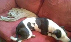A Heart Spot !!
I Have A Wonderful Heart Spotted Jack Russel Mix Named ( CALI ) She's Turning 1 Year Old On Nov 25th.
Cali Is Very Loving & Well Behaved Who Needs Lots Of Love & Time.
I Have Mother On Site But We Do Not Have The Time To Give With My Wife