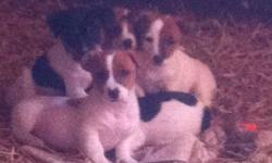 Short haired short legged Jack Russell puppies for sale very sweet natured three females and one male.
This ad was posted with the Kijiji Classifieds app.