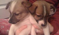 3 Male Jack Russell Puppies
Ready to go to new homes. They grow to between 18-20lbs.
Have had their first check-up with needle and de-worming.
Puppies are very healthy, and they are great with kids. Both Mom and Dad can be seen.
We will keep your puppy