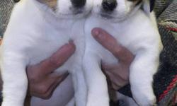1 male & 1 female Jack Russell Puppies ready to go to new homes now. Puppy's have been vet checked dewormed and got there 1st shots. Asking $450.00 OBO 226 228 2450