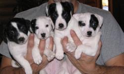 Beautiful Jack Russell Puppies...ready to go mid-Jan.  2 boys (short legged) and 2 girls (long legged); all are black and white.  Girls will have small amount brown by their eyes. Mother long legged brown and white and father black and white short legged.