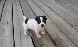 Jack Russell Terrier Puppies.  All the puppies are  sold - more next summer!!!! Tri color.      Only one female left!     We have been raising healthy Jack Russell puppies in our home for more than 17 years.  Jack Russells are fun, energetic loving dogs