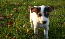 Two adorable male Jack Russell Terrier puppies ready to go, tri colored, smooth coat, tails docked, hand raised, great temperament, highly intelligent, full of personality.