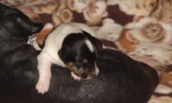 We have 6 Beautiful Jack russell terrier puppies for sale. These little guys and girls will be well socialized, both parents on site and are agility trained, though the mother tends to be more of a social butterfly at the classes.  Dad is very smart and a