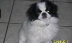 One intact male Japanese Chin left looking for his forever home.  He will be a year old on Nov. 10.  Healthy and lovable, loves other animals, in need of a comfy lap to curl up in.