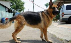 Jia is a 3 yr old German Shephard Dog. She is pure bred, and comes into rescue from Taiwan. She was dumped on the side of the road which resulted in a broken leg. While in Taiwan Jia had surgery to fix the break and now comes to Paws-United. We had follow