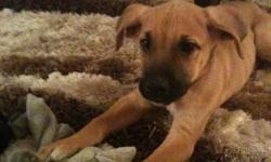 Joy is a 2 month old female Mastiff mix available for adoption through Manitoba Underdogs Rescue.
- up to date on vaccinations
- crate trained
- doing very well with housebreaking
Joy is a very sweet girl, and is very smart. She loves playing and