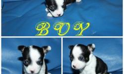 WE HAVE LITTER OF 3 SO TINY T-CUP ,APPLE HEAD CHIHUAHUA PUPPIES!
ONLY 1 TINY BOY & 1 CUTE GIRL AVAILABLE .
THEY JUST PERFECT! WITHOUTH SHOT $650 /EACH .NOW YOU SAVE $150 OF FROM THE ORIGINAL  PRICE !!
NOW 6  WEEKS OLD NOW!
UP-DATED ; WHITE WITH BLACK MASK