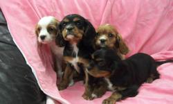 We have a litter of 4 beautiful cavalier puppies that are now ready to go to their new homes.  There are two black and tan, 1 ruby and, 1 blenheim.  The first black and tan is a male and the second a female.  Mom is a tri-colour. Dad is a ruby.  When you