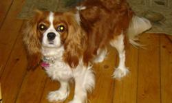 We  have 4 purebreed CKC registered King Charles Cavaliers for sale ,which were born on Nov.14/11 , 2 boys and 2 girlsReady to go jan.8th/12 ,We have puppy pictures and the pedigree papers for the mother and father.The coloring is blenheim ,white and
