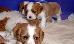We have 4 purebreed CKC registered King Charles Cavaliers for sale.
The puppies were born November 12, 2011 and are ready to be rehomed Jan. 8th, 2012. There are 2 boys and 2 girls. We have the pedigree papers for both parents. The color is blenheim white