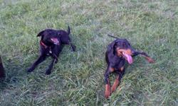 9 beautiful puppies, 5 female 4 male. The puppies have not had any shots taken thus the low price. They are crossed between a King Doberman and a Black Lab. The one on the left is the mother which is mine. The other my good friends king doberman.
THEY