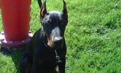 KING DOBERMAN PUPPIE FOR SALE I HAVE NO ROOM FOR HIM  AS WE ARE NOW MOVING OUT OF TOWN . TO VIEW THE GREAT PUP CALL RAJ @ 604 594 2159
