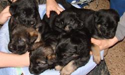 King Shepherd - German Shepherd Cross Puppies
6 Beautiful puppies, 4 females and 2 males.  Born December 16, 2011.  King Shepherd Mother, pure bred and German Shepherd Father, pure bred.  All puppies are big and healthy.  Parents and puppies born and