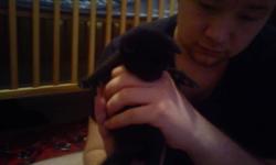 i have 4 kittens for sale there are 3 males and 1 female 3 are all black and 1 is black and white a very cutie they are all very cute and playing already they will be de-wormed and come with some kitten food they are half simase and half himalanyn kittens