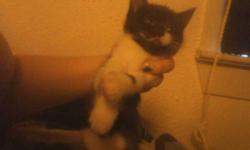 I have a black and white kitten that needs to go to a good home she is good with other animals such as other cats and dogs. she is very playfully and cuddly her mother is a manx. She has been taught how to use the litter box. I really want her to go to a
