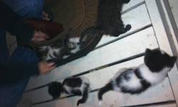 litter trained house kittens. 8-9 weeks old. On hard cat food.
One solid charcoal grey boy
Two black and white girls(sold)
One tabby and white boy
Playful balls of fluff handled daily
384-9805