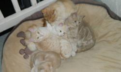We have 3 males and 1 female.They are orange tabby.