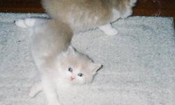 Loving home required for two adorable fluffy male kittens, beige & white, blue eyes; not ready to go until December 3, 2011.  Mother is a long-haired Calico (will also be looking for a loving home on December 24, 2011). Mom likes lots of attention.  Owner