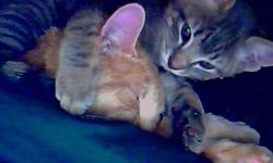2 older kittens about 4-5 months old one male who is light grey tiger striped we call buddy and one darker grey female who has calico orange spots we call pinky, also available are 4 younger kittens about 3-4 weeks old   will be ready to go in 2-3 weeks