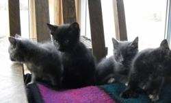 Four Kittens,two males and two females, Kitten are litter trained and very good with childern. For more information call (780) 766 - 3326.