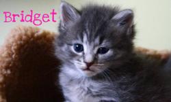 SCAREDY CAT RESCUE  has a number of kittens and cats seeking purrmanent homes. Some of the kitties are already spayed or neutered. They are in foster homes anxiously awaiting fur-ever homes.
We have young kittens to adult age, all colors, black, brown,