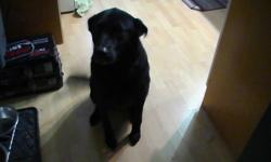 Black 5 year old female (neutered) lab-chow mix - free.
She walks well on a leash and obeys basic commands. Quite hyper when company comes, but very friendly.
We are only looking for a new home for her because she has not adapted well to my cohabitation.