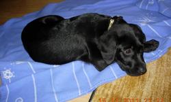 Lab cross puppy,male-black.Mather - lab/vizsla cross.Father-lab/golden retriever cross.Vet checked,first and second shots and dewormed.Farm raised and ready to go.
Call:604-244-9922