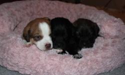 lab crossed with bernise moutain dog puppies for sale,
call if any questions 6047956283