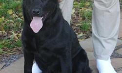 Meet Farley, a beautiful Black Lab mix boy, around 9 months old, who is really  going to make some lucky person a great forever friend!!! He is neutered, vaccinated, smart, funny, likes to do whatever you are doing, housetrained, and has a sense of humour