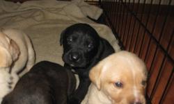 I have 2 Lab Puppies left!!! 2 Black with a white patch under there neck each is a different size patch. All are female. The mother is Black lab and bulldog mix and the father is pure breed yellow lab.The puppies are needle and dewormed.. They will be