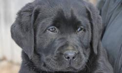 ONLY 2 LEFT
Creekkennels currently has CKC registered black labrador retriever puppies for sale. All 2 pups left are going to make outstanding labs. Mom is trained to bird hunt and Dad is great retriever. These will make great hunting dogs as well as pets