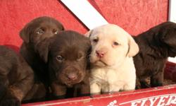 We have 6 full blood Lab puppies for sale, 6 chocolate (5 females & 1 male)  Father is registered, mother is not.  The mother loves children and does not jump, dig, or bark unnecessarily.  Puppies have first shots!  We can accept VISA and MASTERCARD .